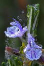 Rosemary